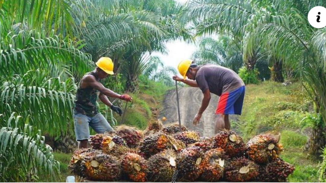 Islamic Bank Evaluates Palm Oil Production Projects in Sierra Leone ...