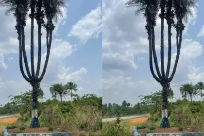 Uncovering the Unbelievable Pujehun District Reveals an Incredible Six-in-One Palm Tree!.png