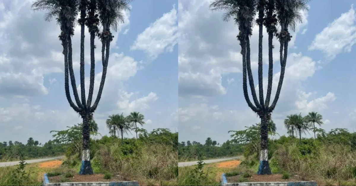Uncovering the Unbelievable Pujehun District Reveals an Incredible Six-in-One Palm Tree!.png Uncovering the Unbelievable Pujehun District Reveals an Incredible Six-in-One Palm Tree!.png