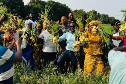 Mechanized-Onion-Cultivation-