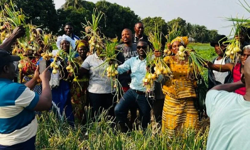 Mechanized-Onion-Cultivation-