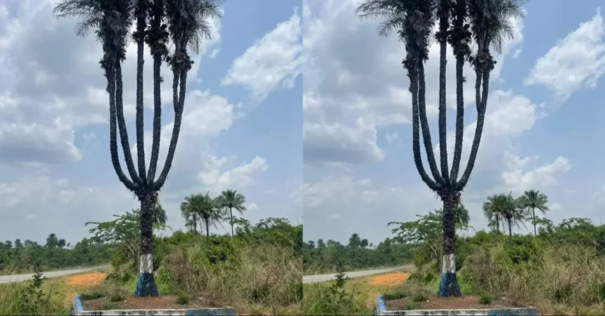 Rare Sierra Leone Six-in-one Palm Tree Stuns Locals and Tourists