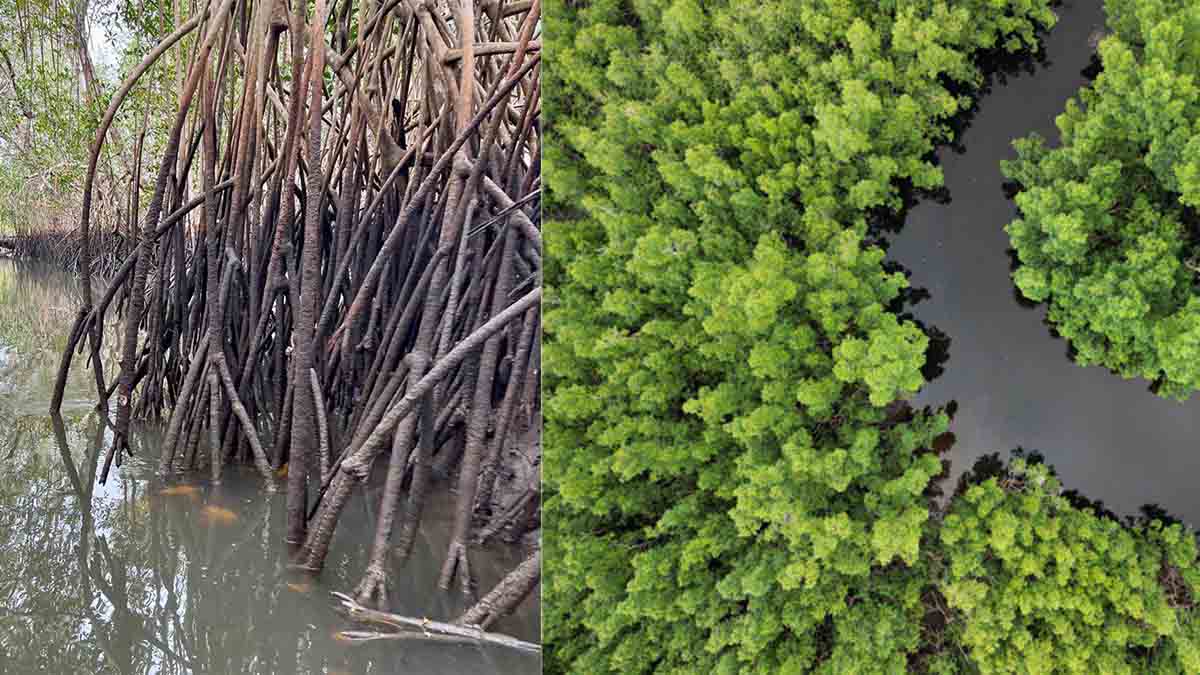 U.S. Government Partners with West Africa Blue to Conserve Mangrove Ecosystems in Guinea and Sierra Leone U.S. Government