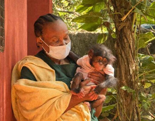 Baby Chimpanzee Rescued From Illegal Sale Arrives at Tacugama Baby Chimpanzee Rescued From Illegal Sale Arrives at Tacugama