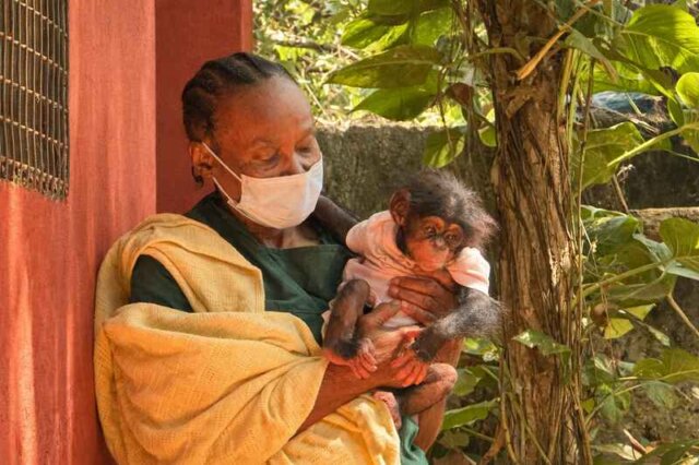 Baby Chimpanzee Rescued From Illegal Sale Arrives at Tacugama