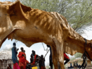 Kenyan Herders Lose Hundreds of Livestock as Drought Dries Up Grazing Land Kenyan Herders Lose Hundreds of Livestock as Drought Dries Up Grazing Land