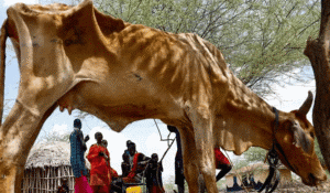 Kenyan Herders Lose Hundreds of Livestock as Drought Dries Up Grazing Land Kenyan Herders Lose Hundreds of Livestock as Drought Dries Up Grazing Land