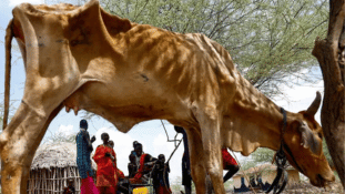 Kenyan Herders Lose Hundreds of Livestock as Drought Dries Up Grazing Land
