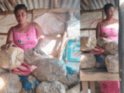 Two Arrested as Police Foil Suspected Cannabis Movement from Freetown to Kambia Two Arrested as Police Foil Suspected Cannabis Movement from Freetown to Kambia